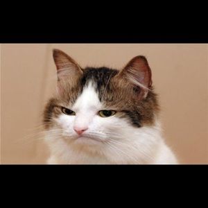 Meet your Posher, Kayci